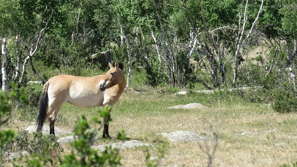 Takhi horses Takhi horses