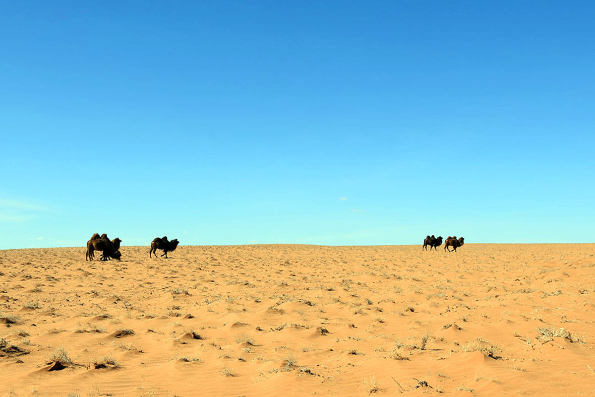 Camel Herd