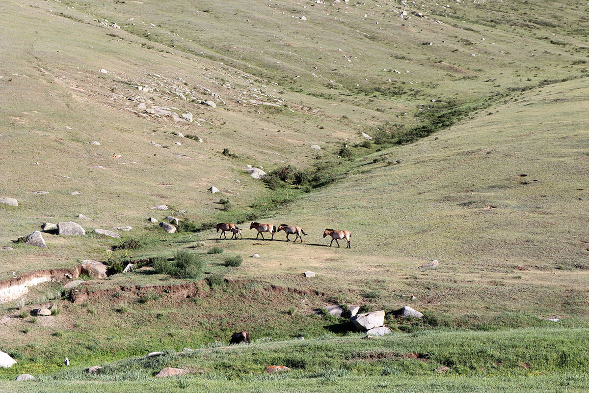 Khustai national park