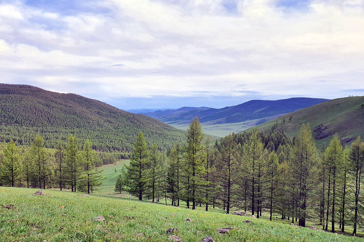 Grassland