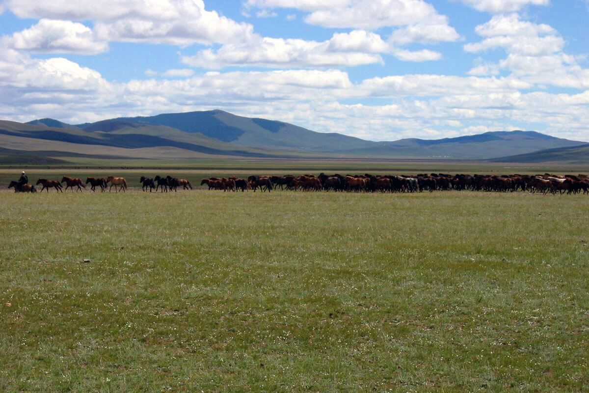 Mongolian horses