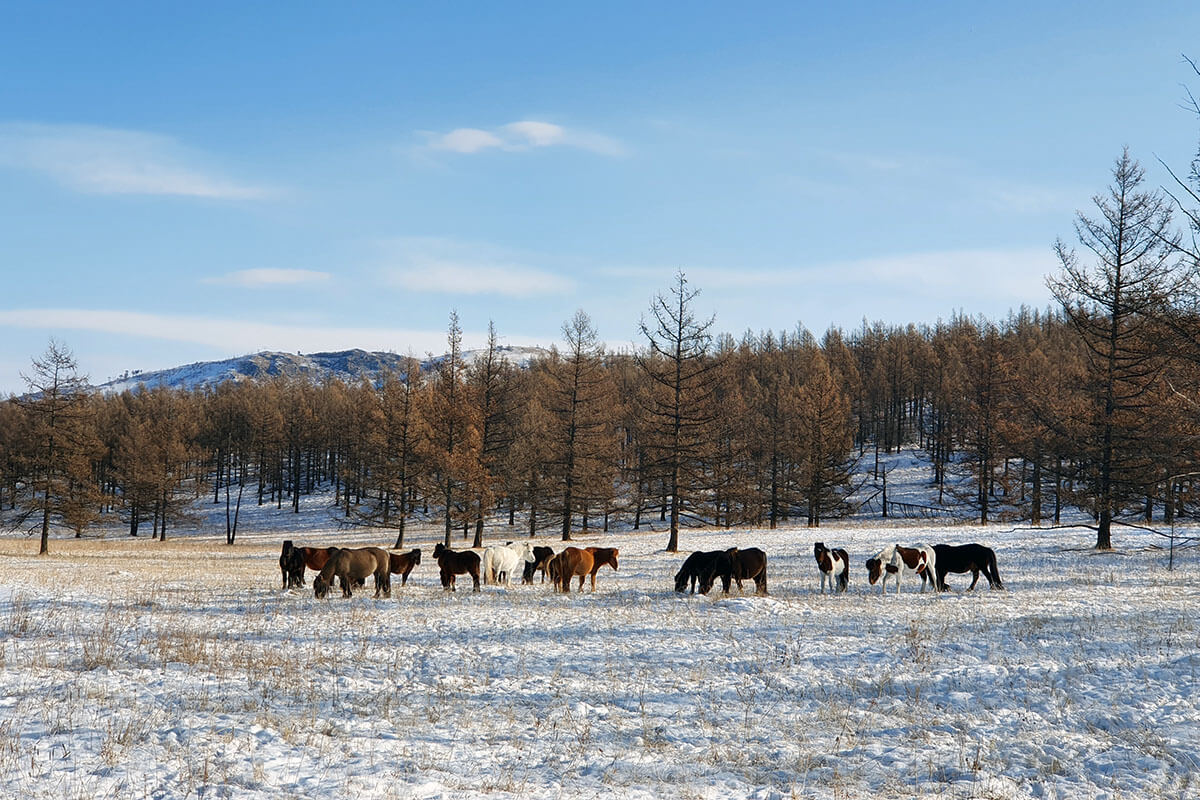 Horses grazing