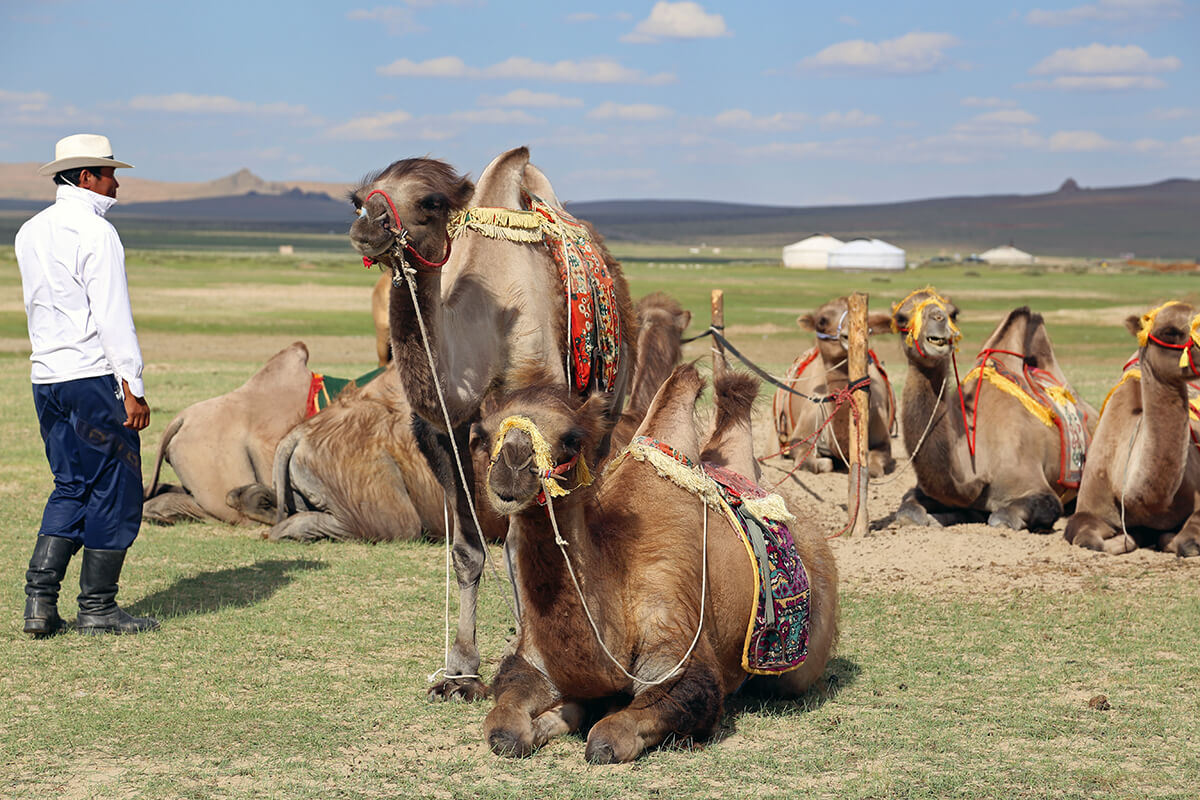 Camel breeding family