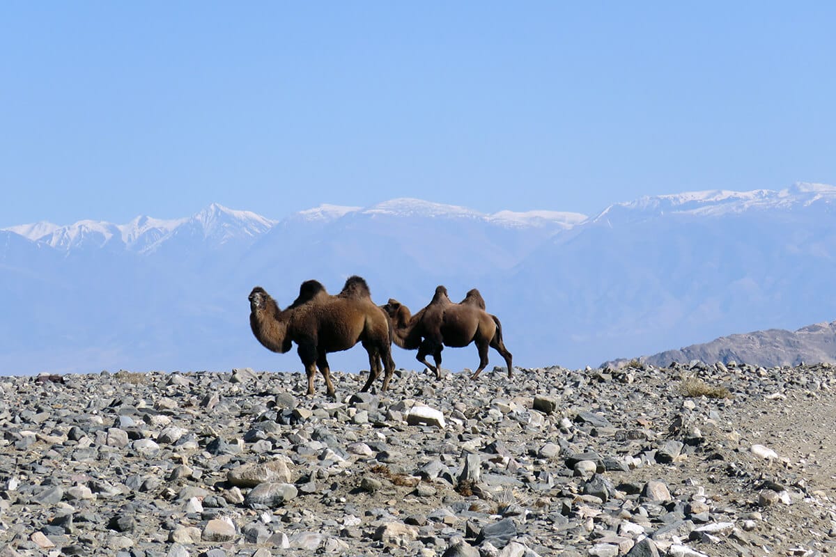 Two humped camels