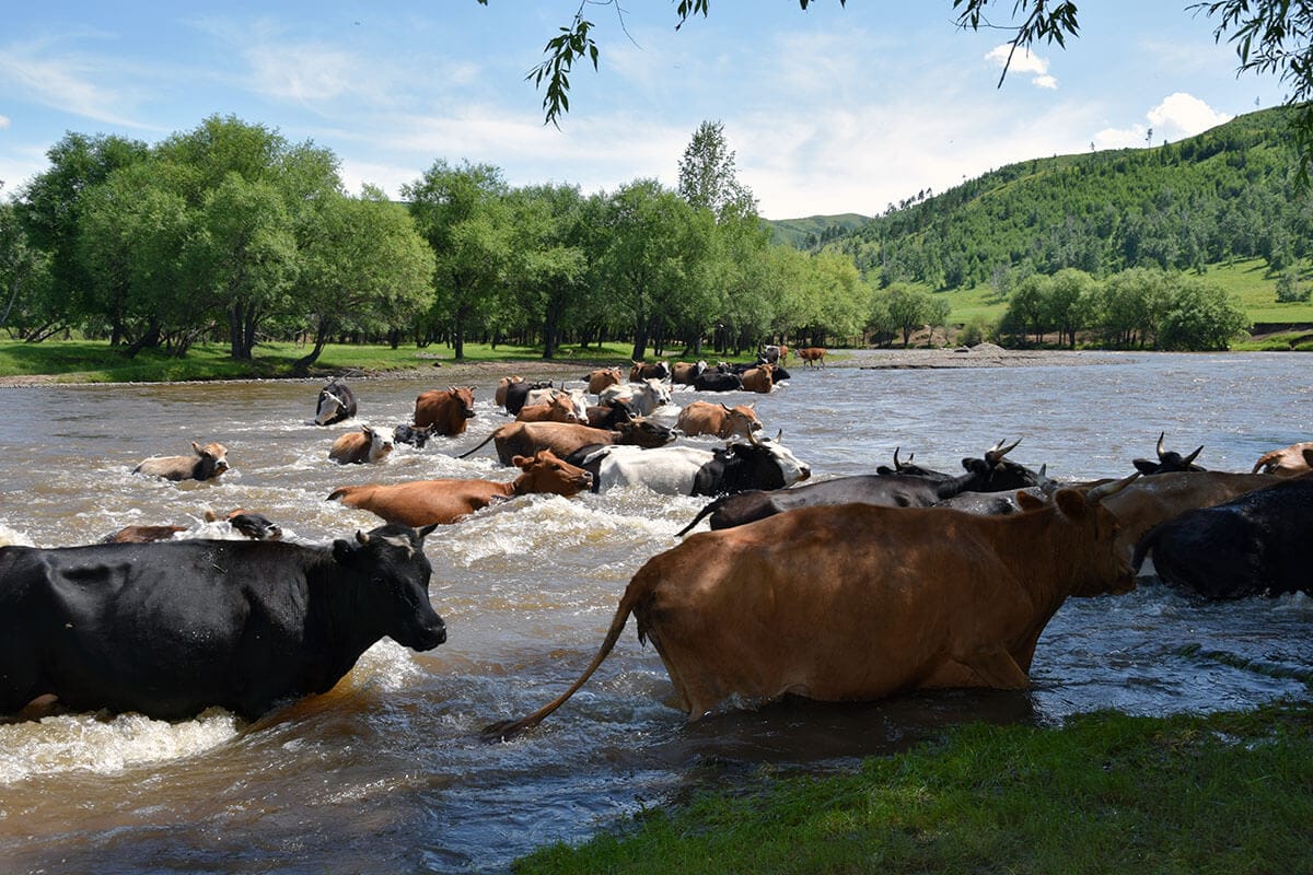 Cows