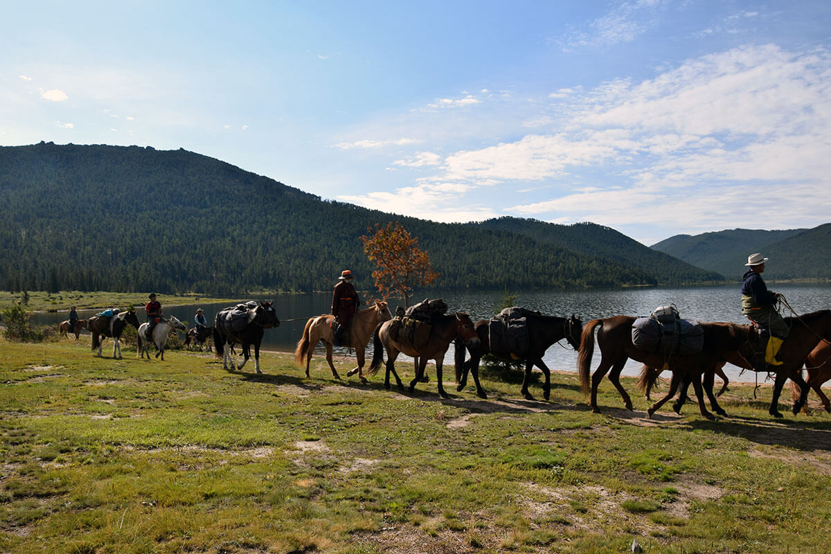 Mongolian horses