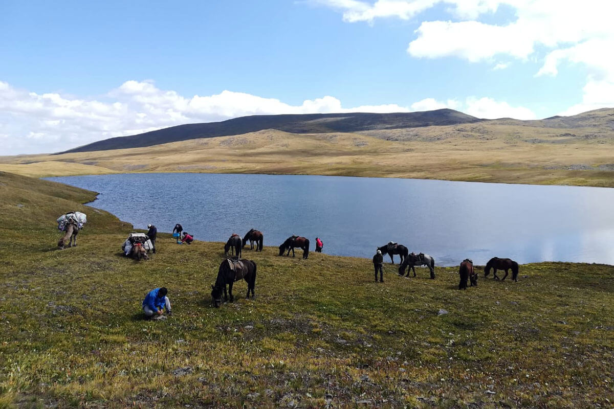 Mongolian Horses