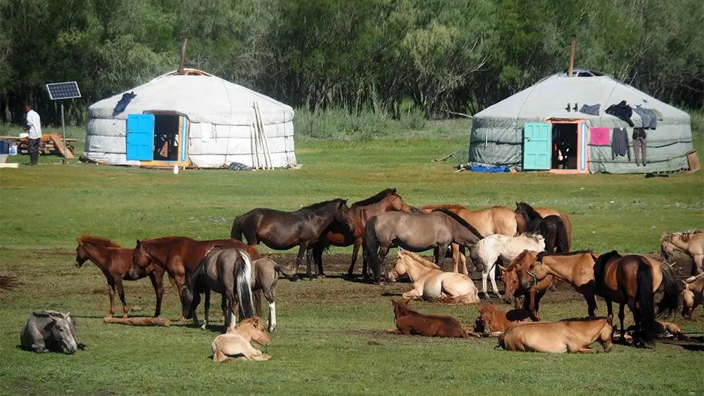 mongolia-horses-001 mongolia-horses