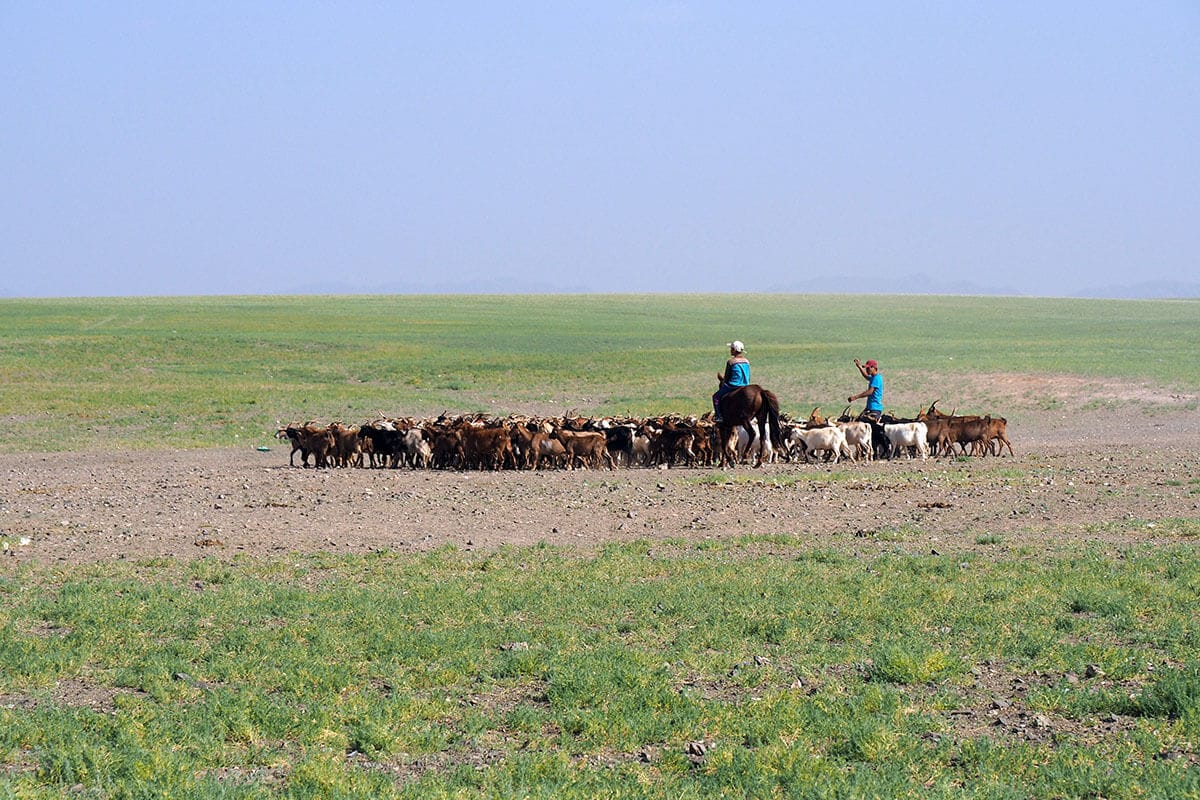 Mongolian grassland Mongolian grassland