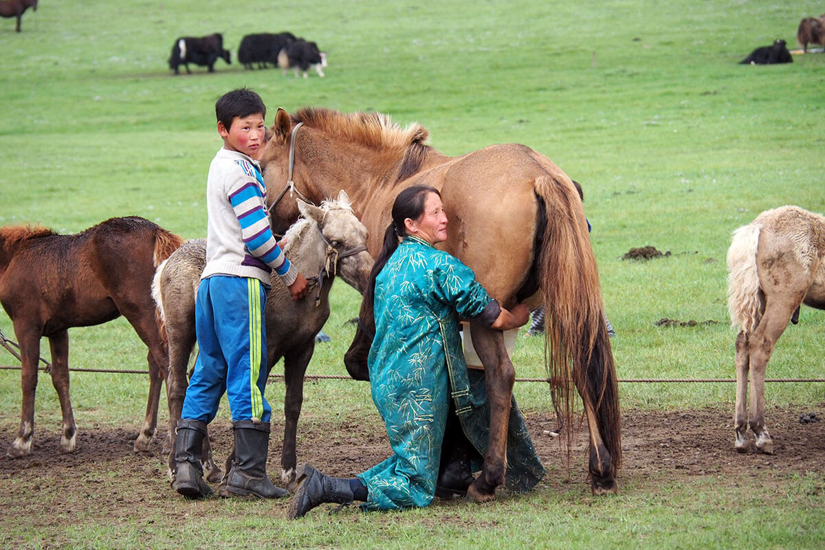 Milking mare