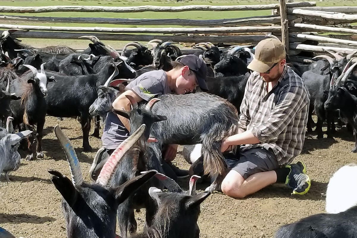 Milking goat