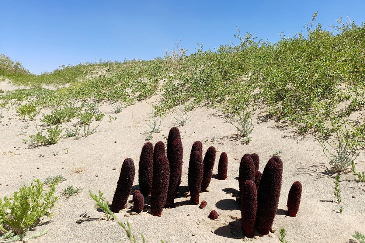 Desert plant