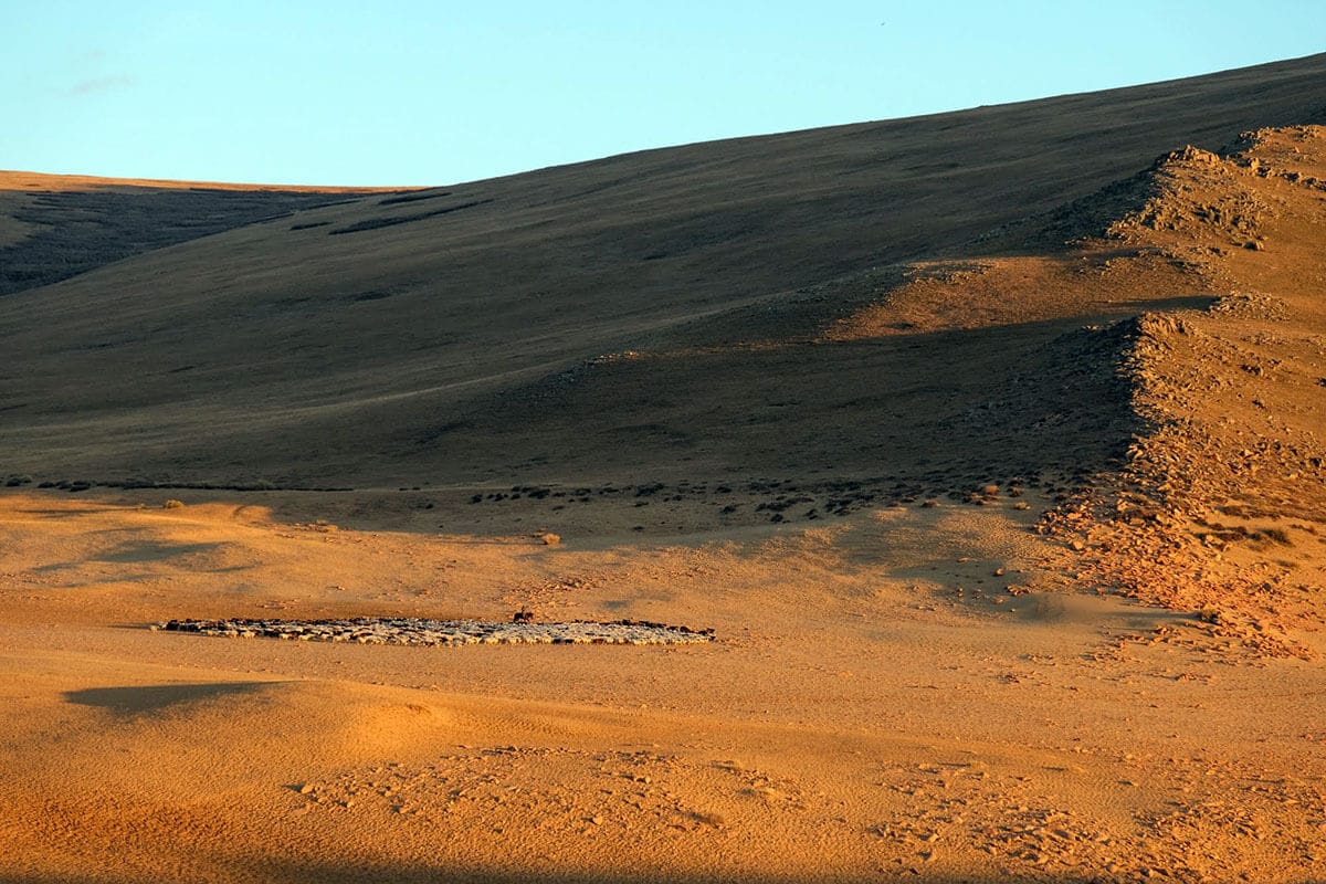 Mongolian grassland