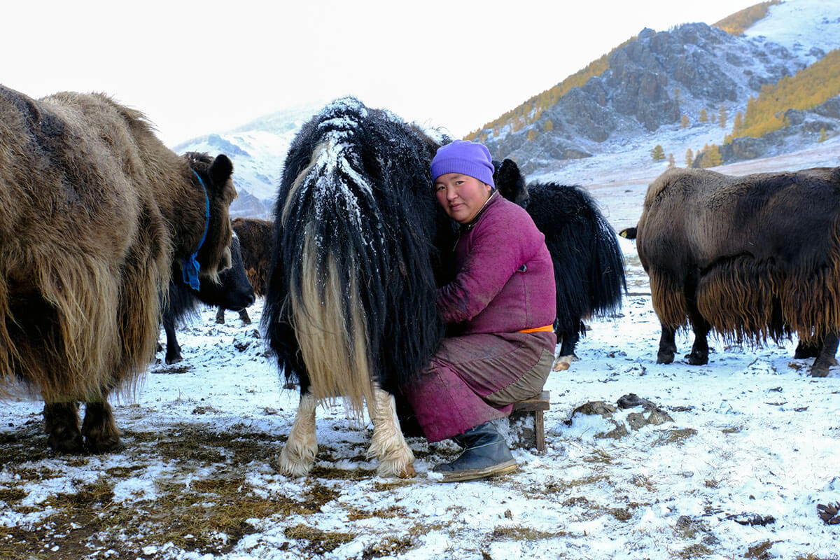 Milking yaks