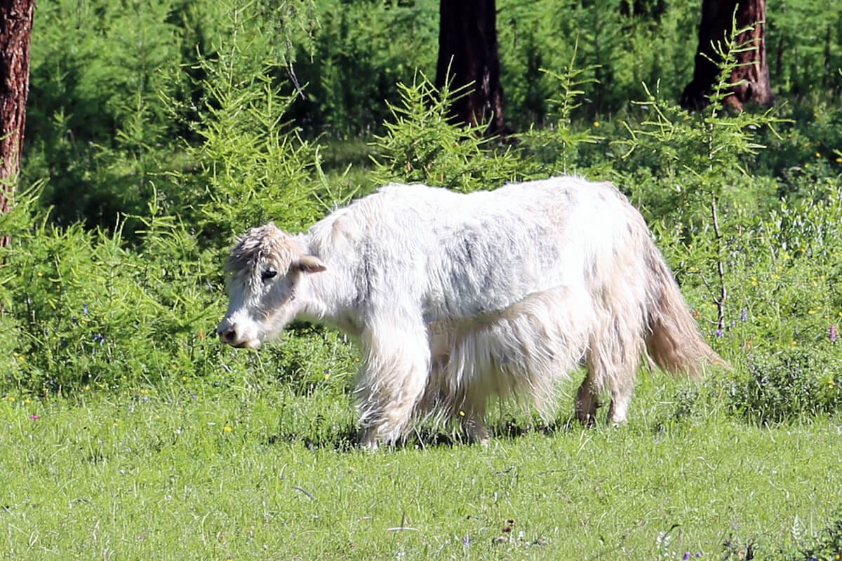 Mongolian Yak