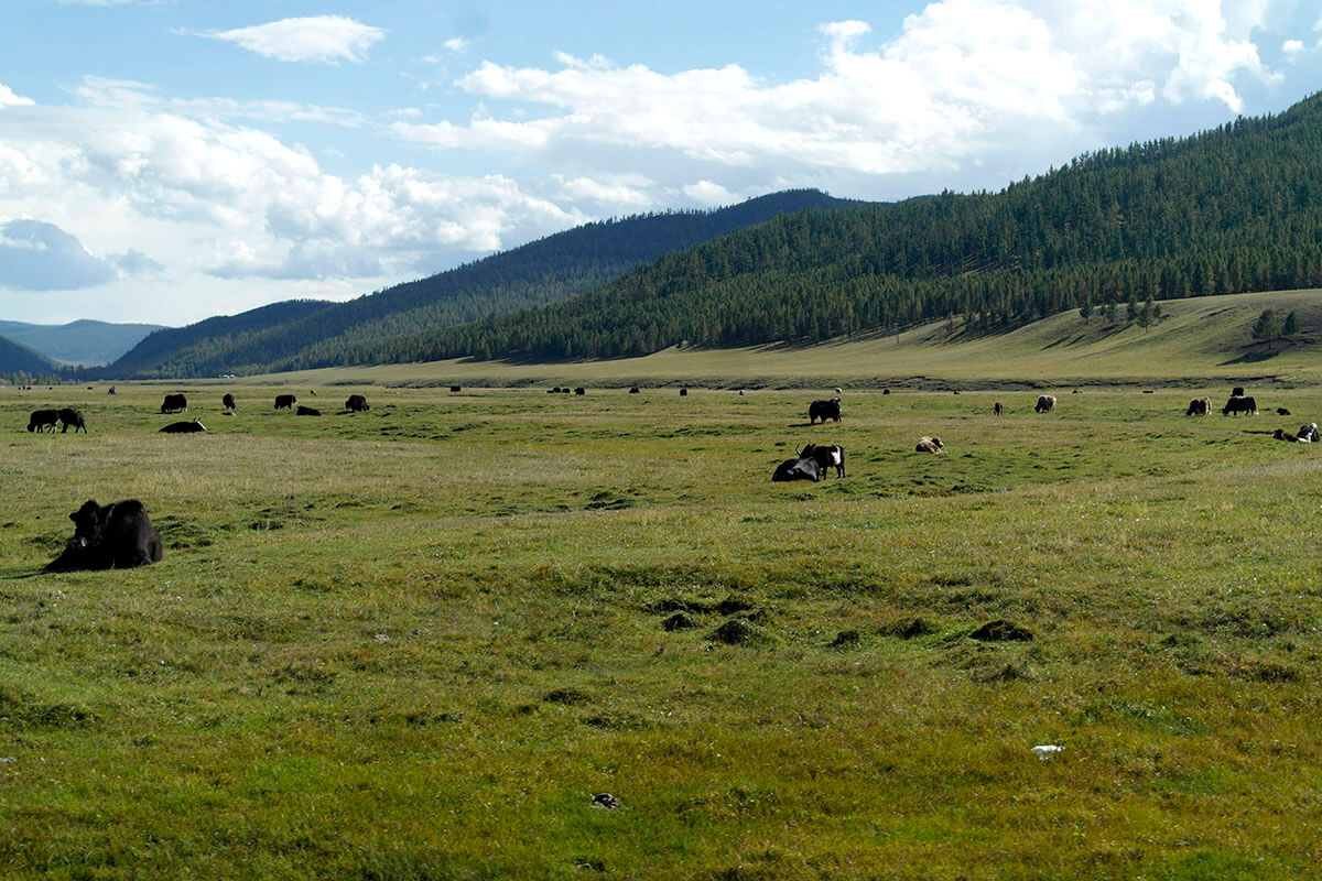 northern mongolia