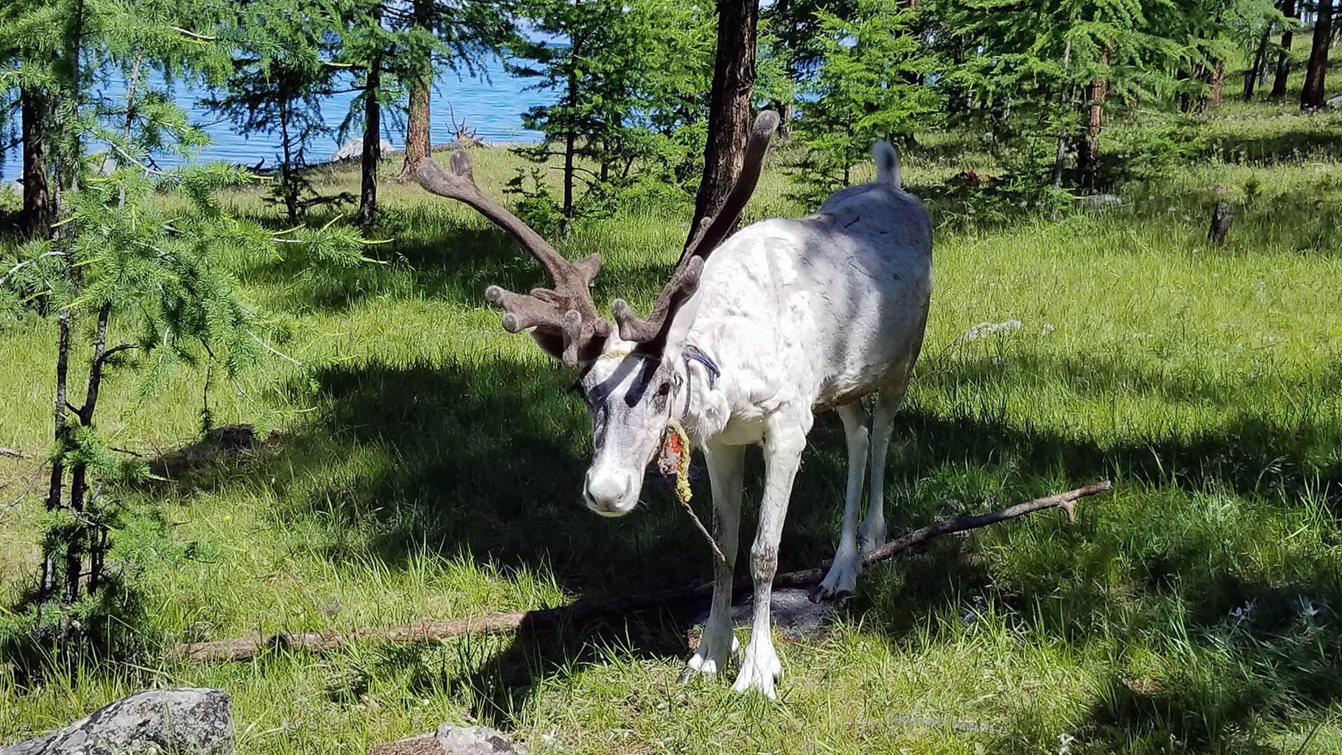 Reindeer