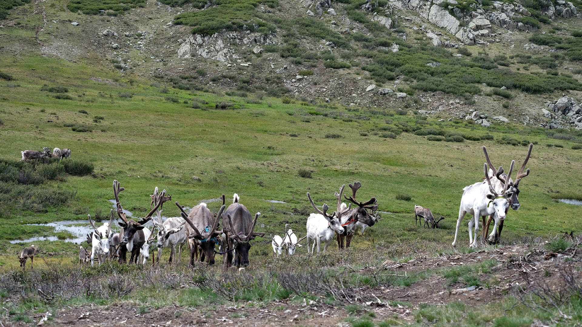Reindeer herds