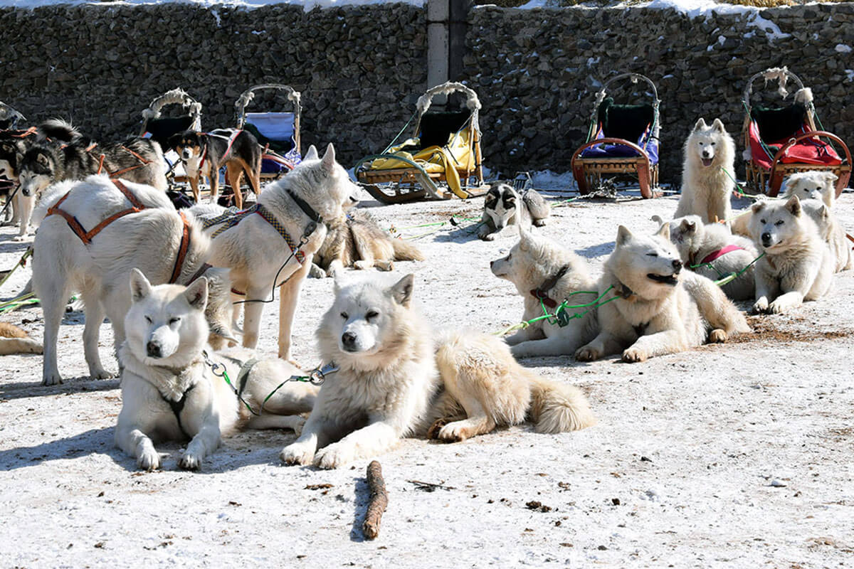 Dog sled