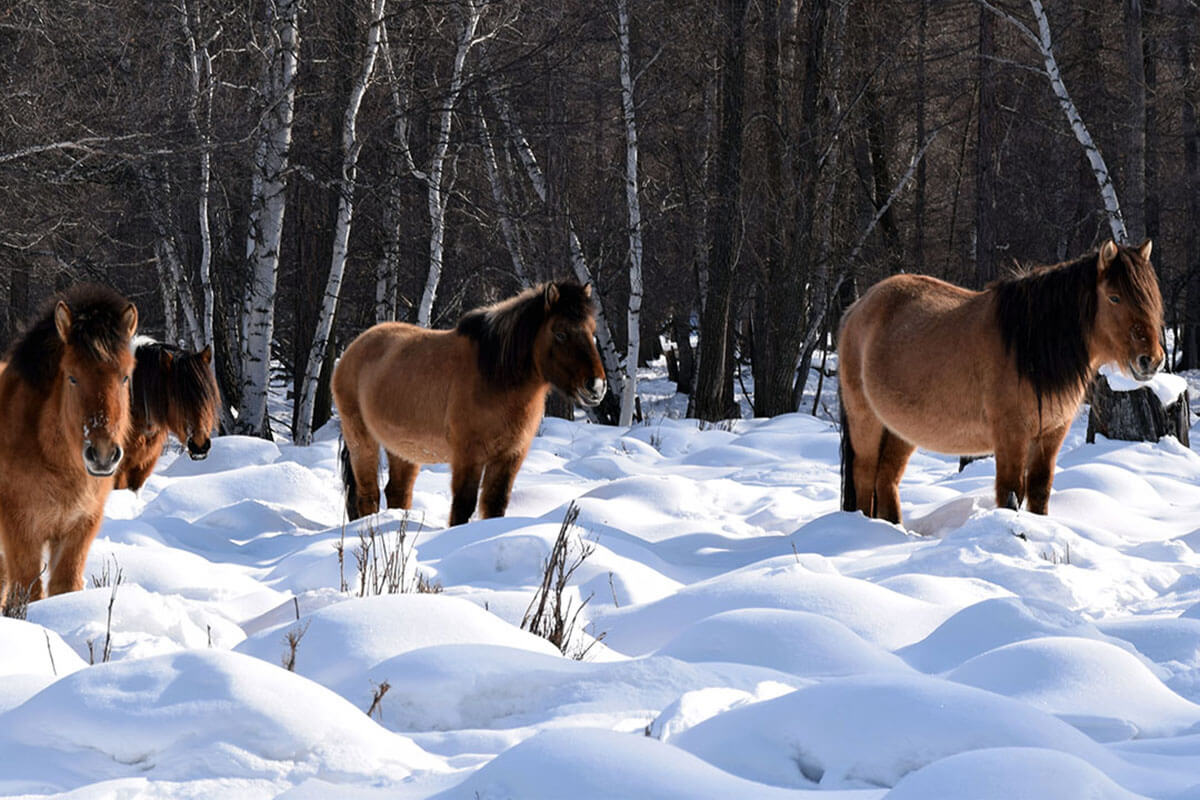 Mongolian horses winter